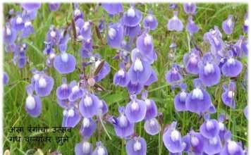 marathi article kaas plateau