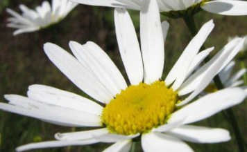 Marathi kavita – शब्द फुलांचे Marathi kavita