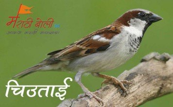 Marathi Kavita- Chimani – चिमणी Marathi-Kavita-Chiutai